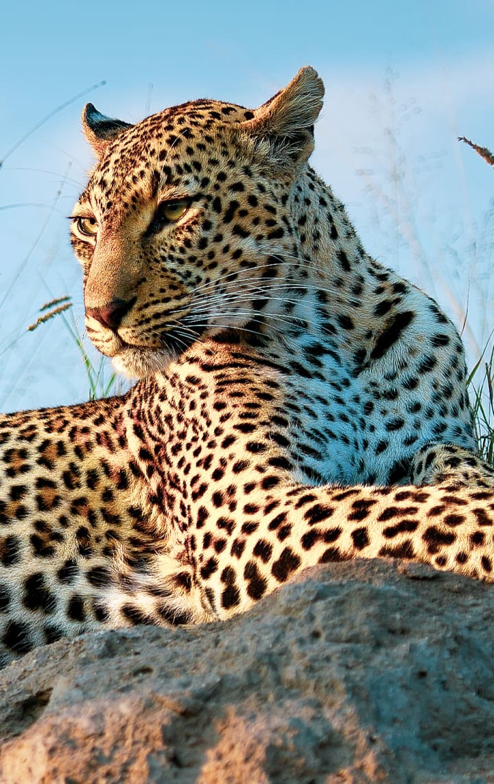 Kruger-park