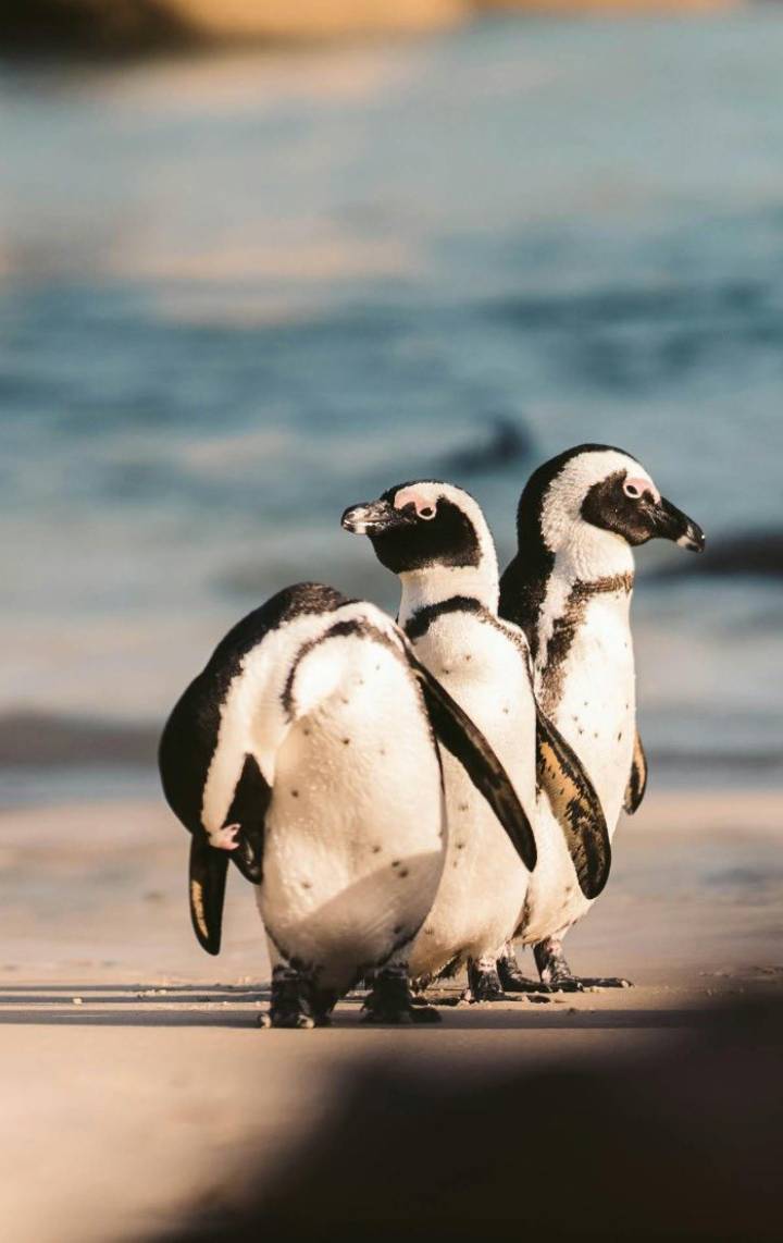 Penguins